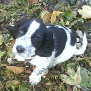 Blanding af racer Joey