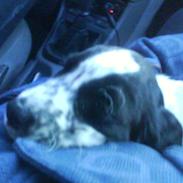 Blanding af racer Joey