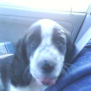 Blanding af racer Joey