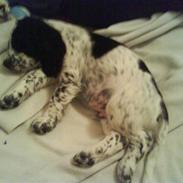 Blanding af racer Joey