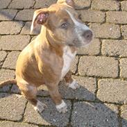 Amerikansk staffordshire terrier Kieno, Victor Junior