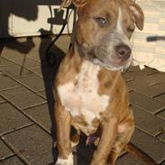 Amerikansk staffordshire terrier Kieno, Victor Junior