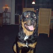 Rottweiler Tyson