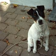 Dansk svensk gaardhund Thomsen ( død)-8