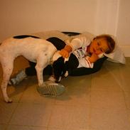 Dansk svensk gaardhund Thomsen ( død)-8