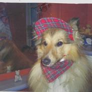 Shetland sheepdog Cinnamon
