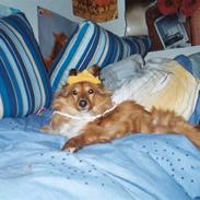 Shetland sheepdog Cinnamon