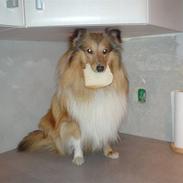 Shetland sheepdog Cinnamon