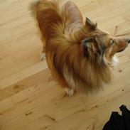 Shetland sheepdog Cinnamon