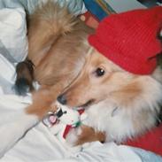 Shetland sheepdog Cinnamon