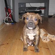 Amerikansk bulldog xavi