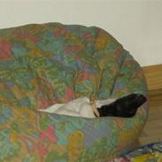 Jack russell terrier Turbo