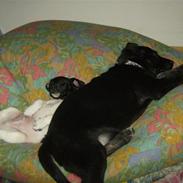 Jack russell terrier Turbo