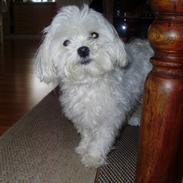 Malteser R.I.P Toya:( <3