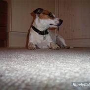 Jack russell terrier ollie 