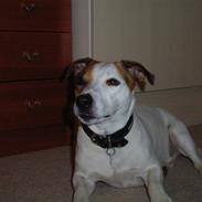 Jack russell terrier ollie 