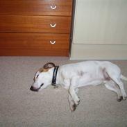 Jack russell terrier ollie 