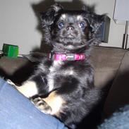 Blanding af racer Malou