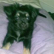 Blanding af racer Malou