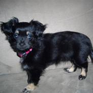 Blanding af racer Malou