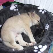 Norsk buhund KAZCO ("Døbt Kuzco")