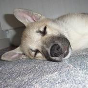 Norsk buhund KAZCO ("Døbt Kuzco")