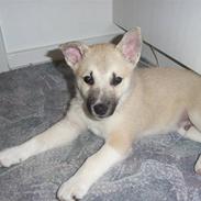 Norsk buhund KAZCO ("Døbt Kuzco")