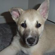 Norsk buhund KAZCO ("Døbt Kuzco")