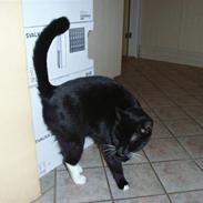 Norsk buhund KAZCO ("Døbt Kuzco")