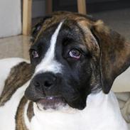 Mastiff Balder R.I.P 2011