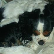 Cavalier king charles spaniel Luffe