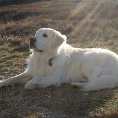 Golden retriever *Tvebak*