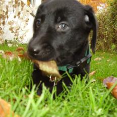 Blanding af racer Buster