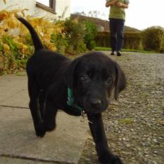 Blanding af racer Buster