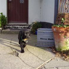 Blanding af racer Buster