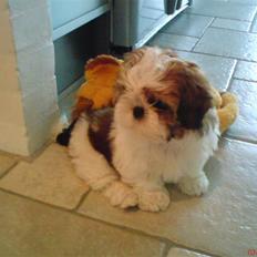 Shih tzu Kiwi