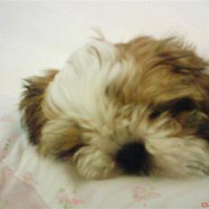 Shih tzu Kiwi