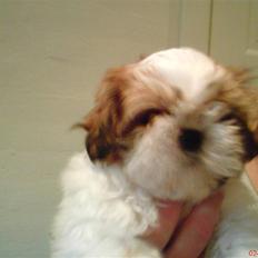 Shih tzu Kiwi