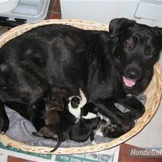 Blanding af racer Fie