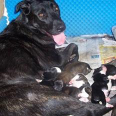 Blanding af racer Fie