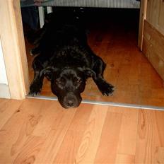 Blanding af racer Fie