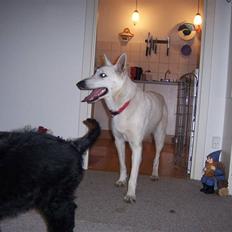 Hvid Schweizisk Hyrdehund Raia RIP