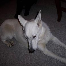 Hvid Schweizisk Hyrdehund Raia RIP