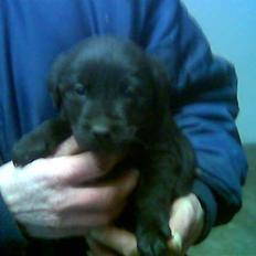 Labrador retriever Bonni