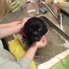 Labrador retriever Bonni