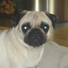 Mops Tronkærs Pearl Princess 