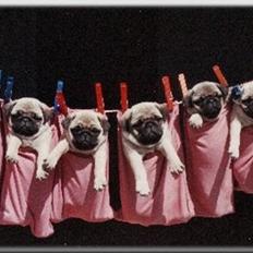 Mops Tronkærs Pearl Princess 