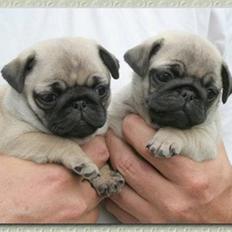 Mops Tronkærs Pearl Princess 