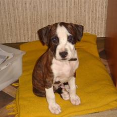 Amerikansk staffordshire terrier Brumle