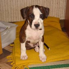 Amerikansk staffordshire terrier Brumle